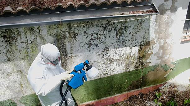 Top rated local Attic Mold Remediation specialists in Dayton, WA